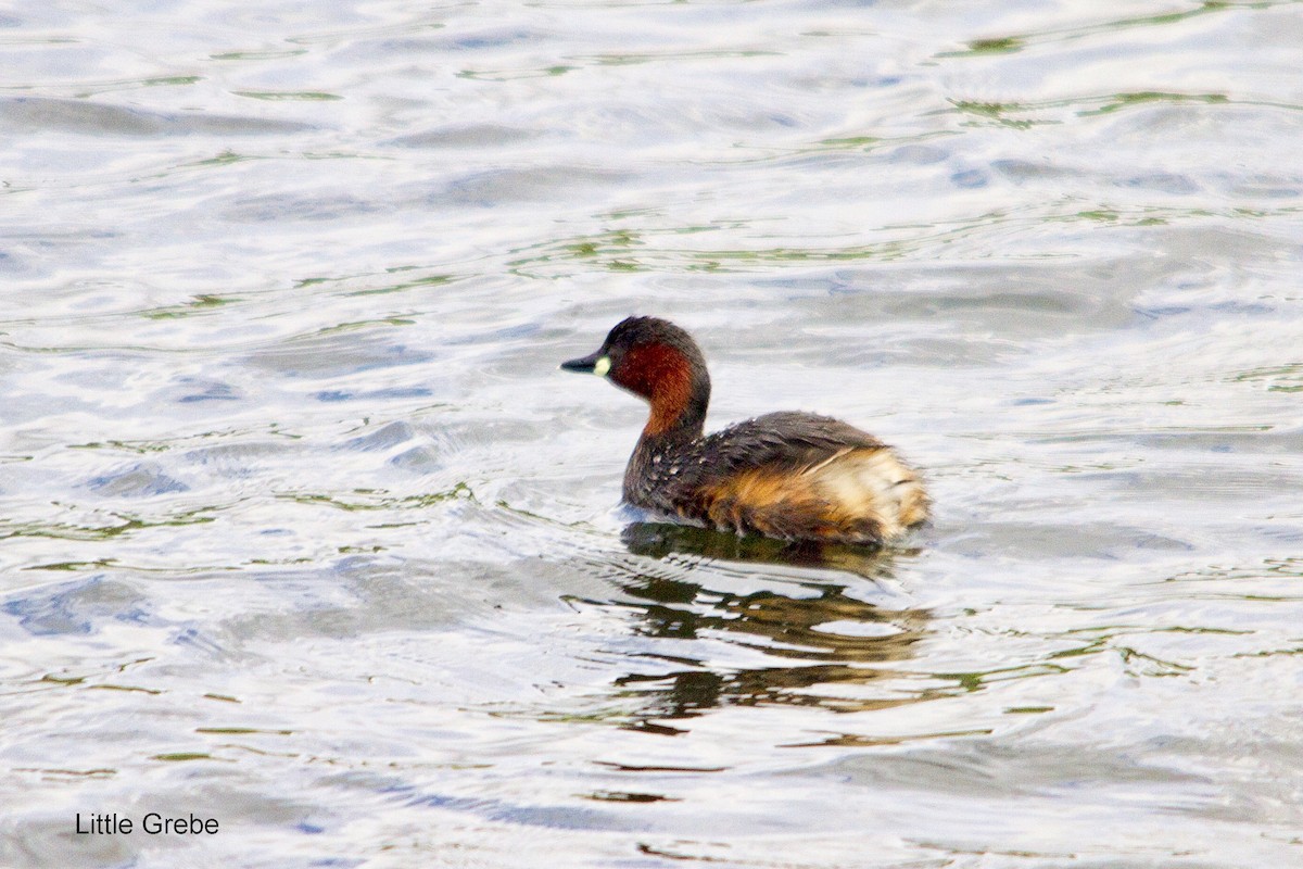 Little Grebe - ML644352162