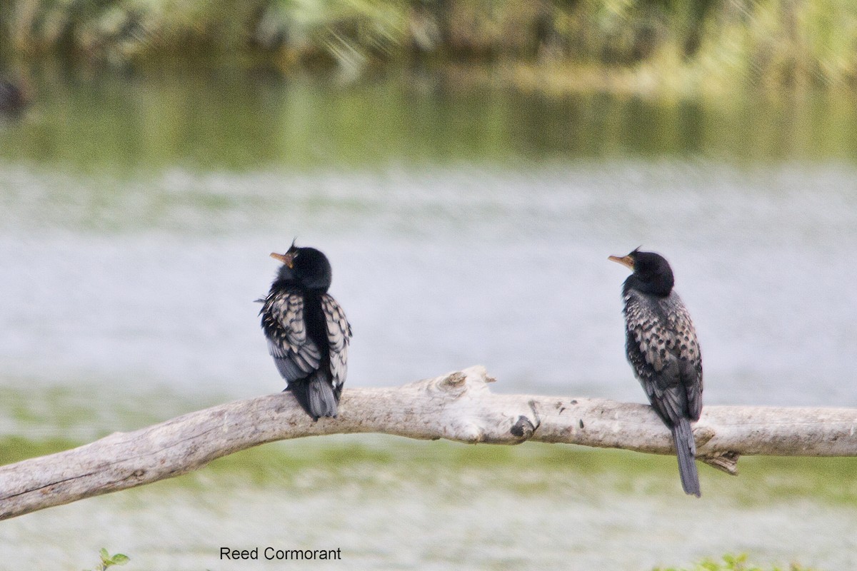 Reed Cormorant - ML644352164