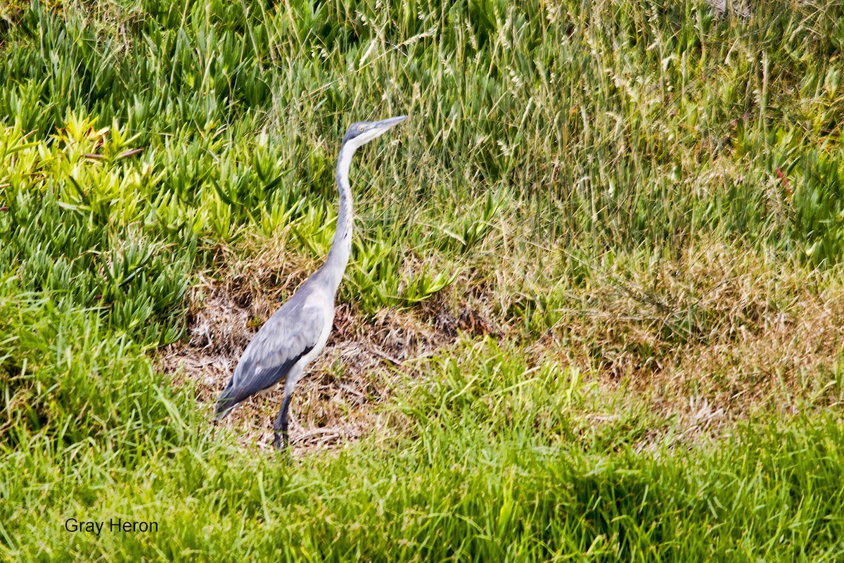 Black-headed Heron - ML644352166