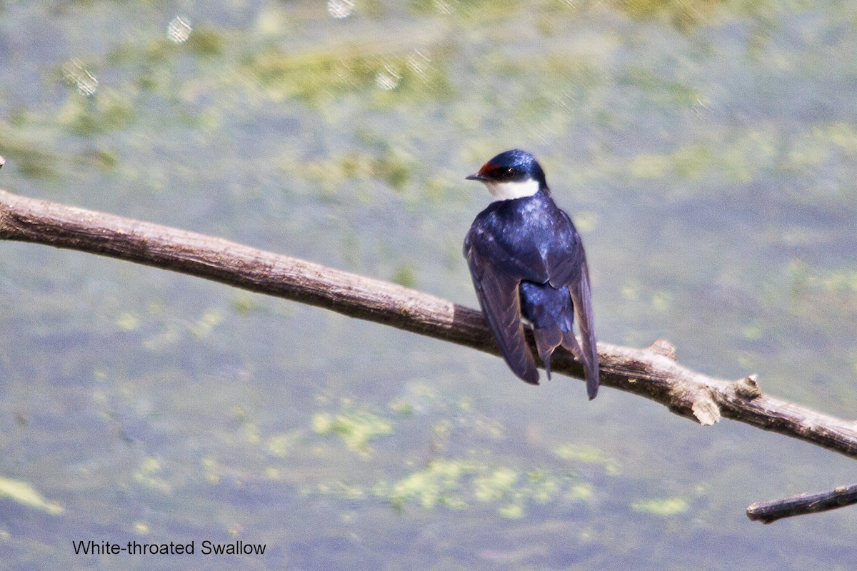 White-throated Swallow - ML644352168