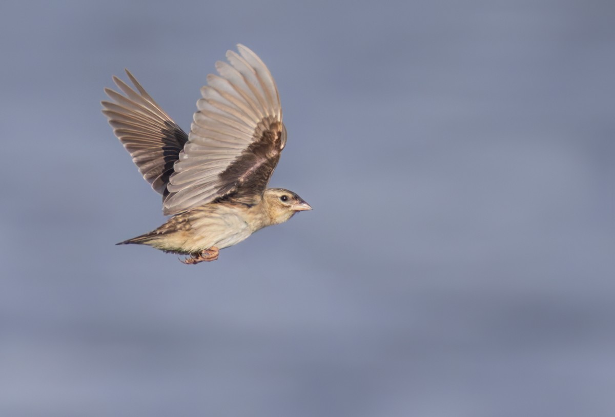 Red-collared Widowbird - ML644352187