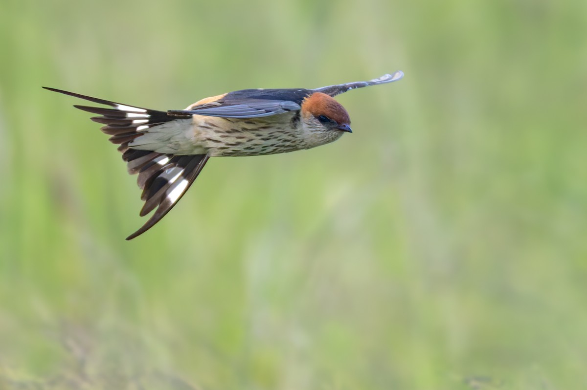 Hirondelle à tête rousse - ML644352188