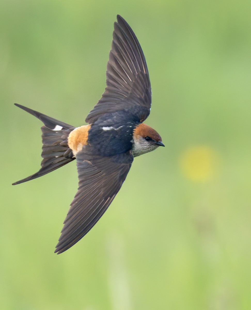 Hirondelle à tête rousse - ML644352189