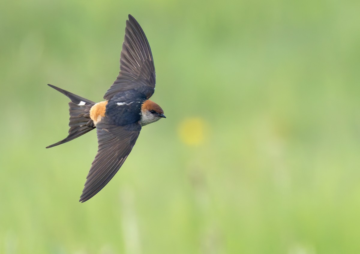 Hirondelle à tête rousse - ML644352190