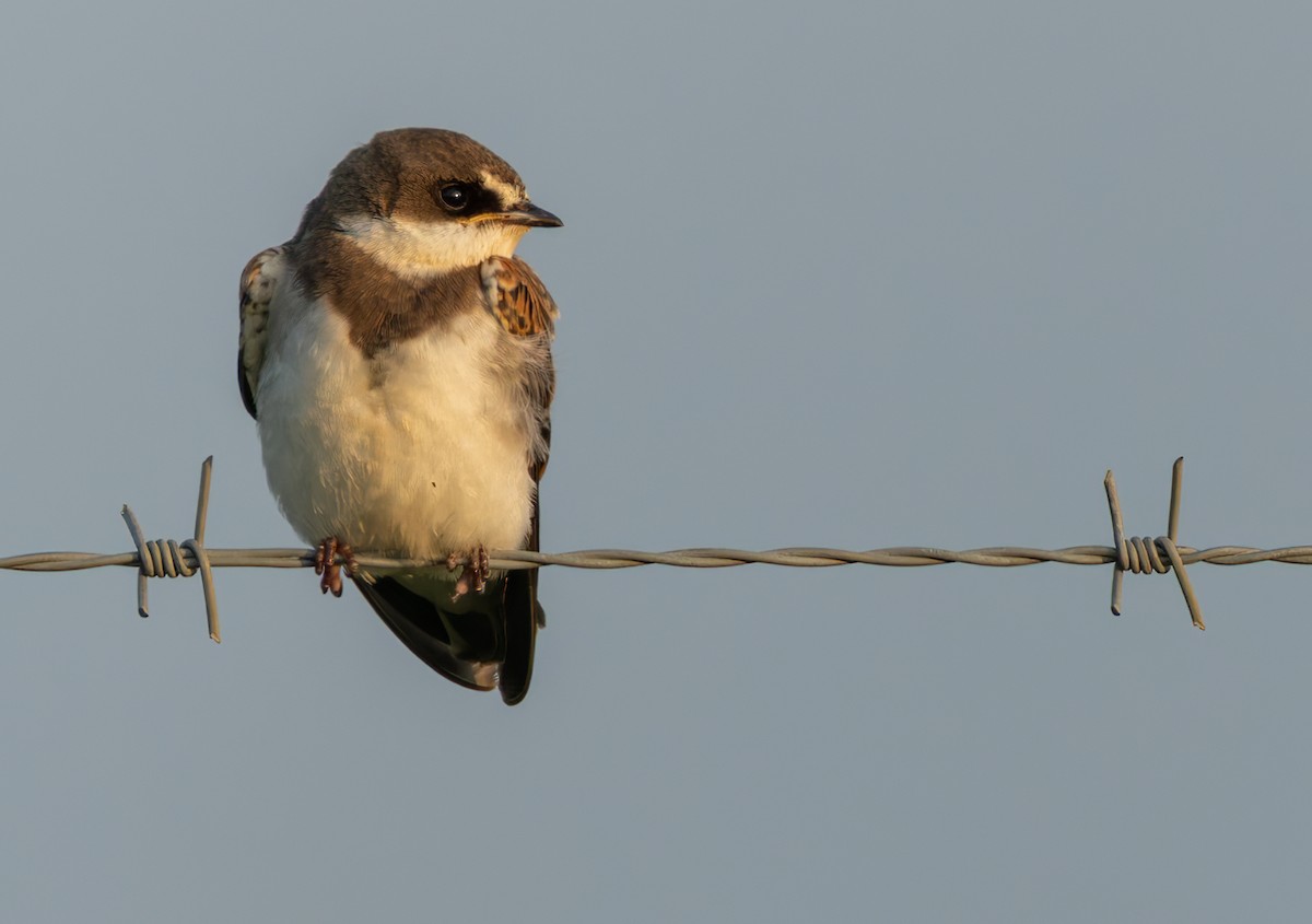 břehule africká - ML644352191