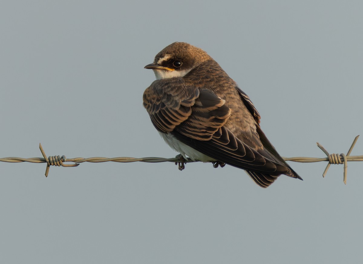 břehule africká - ML644352192