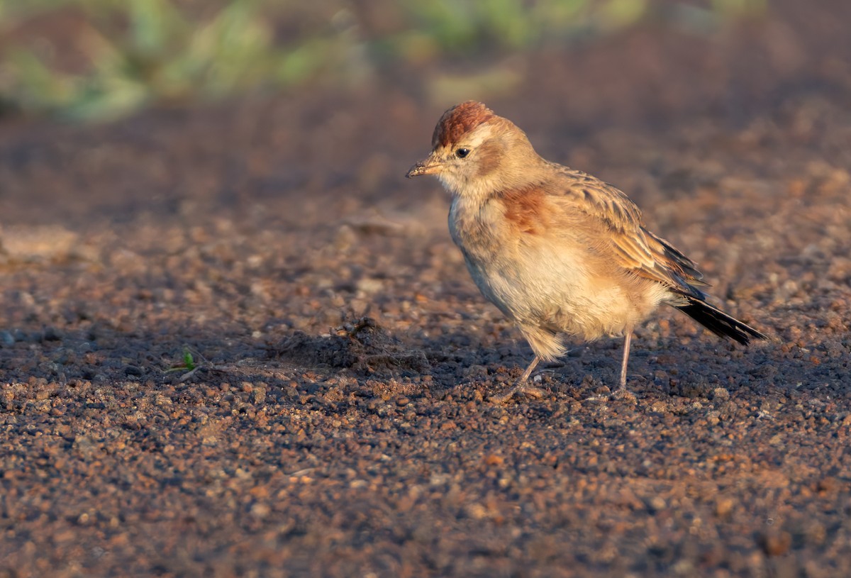 skřivánek rudotemenný - ML644352193