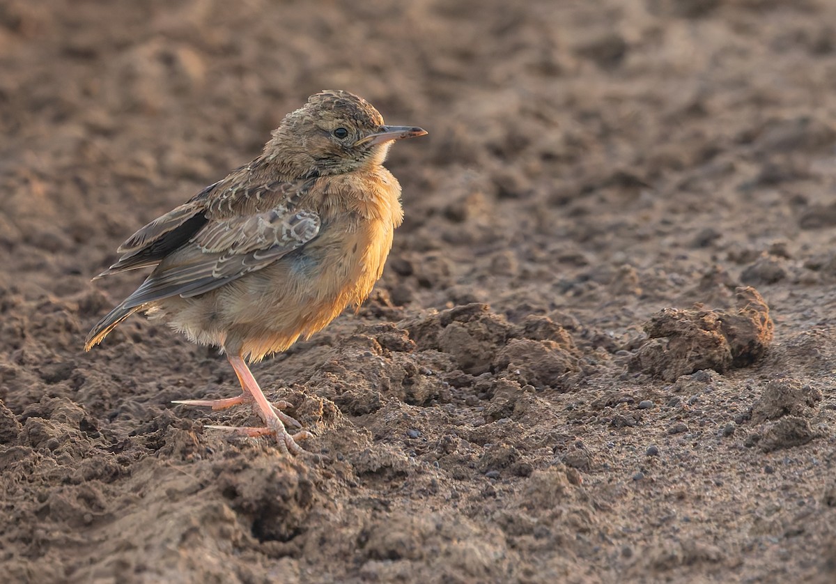skřivan hrotoprstý - ML644352194