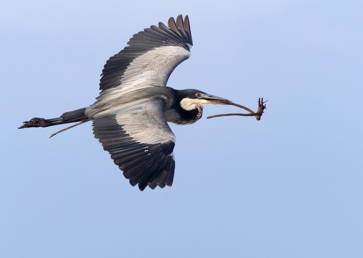 volavka africká - ML644352196