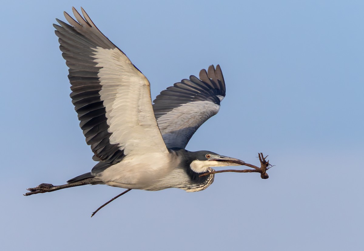 volavka africká - ML644352197