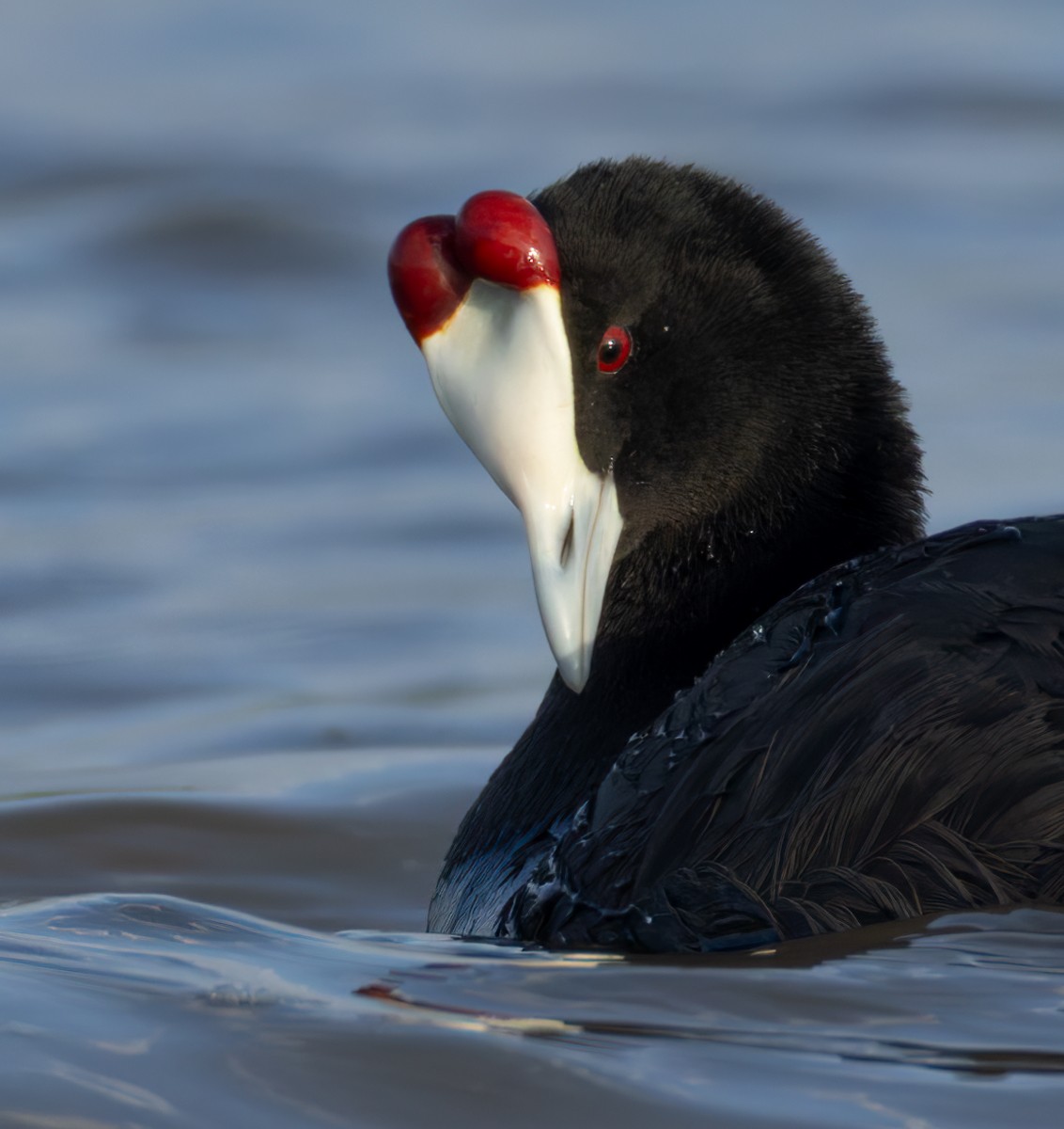 lyska hřebenatá - ML644352198