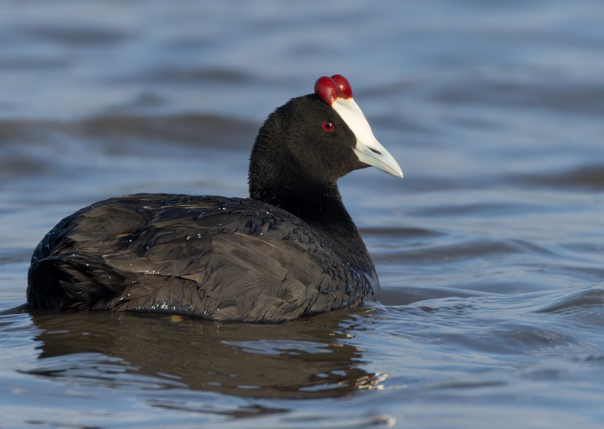 lyska hřebenatá - ML644352199