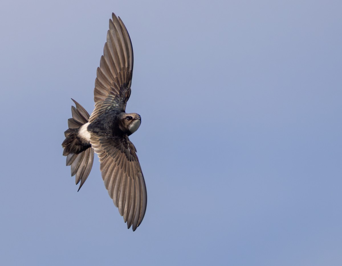 rorýs kaferský - ML644352200