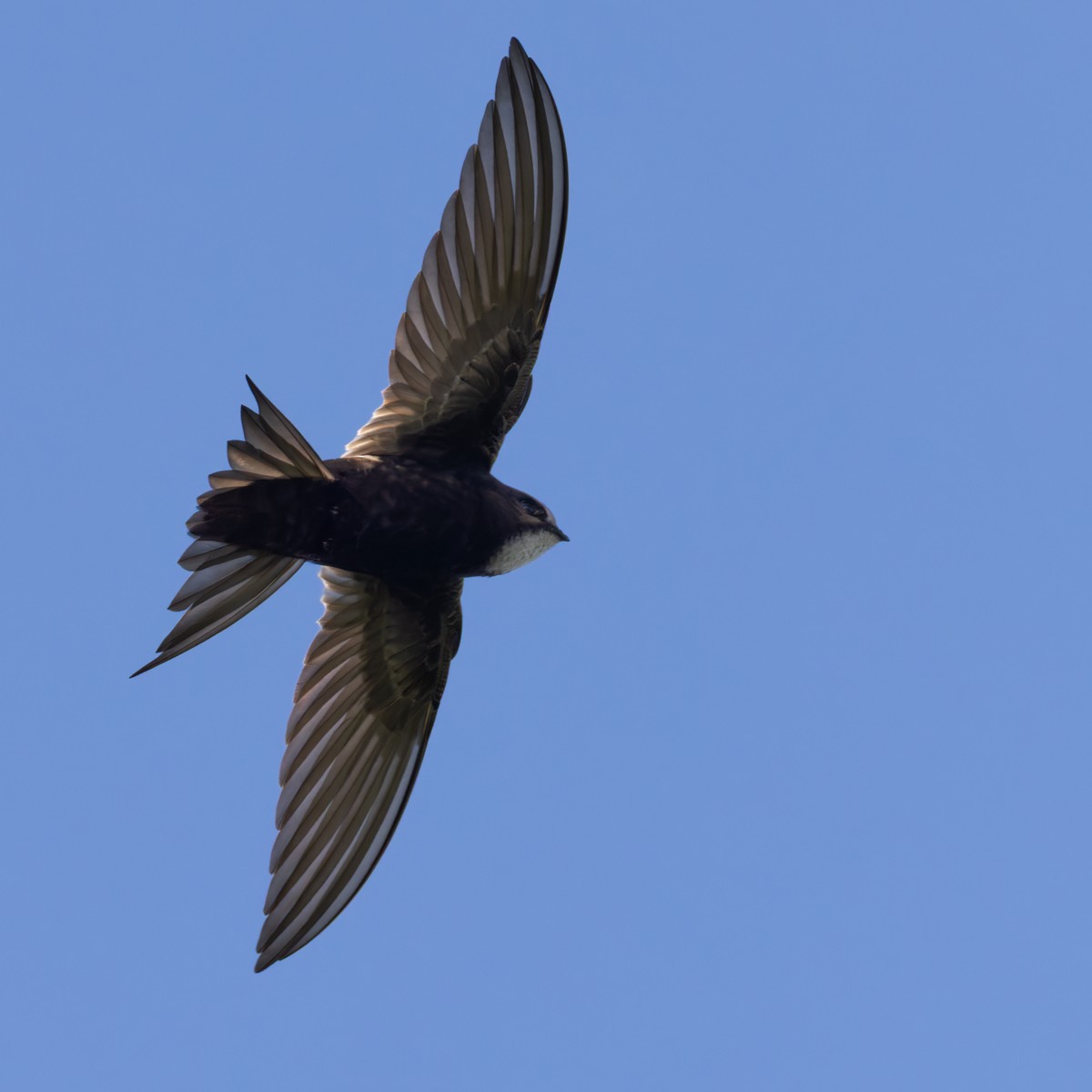 rorýs kaferský - ML644352201