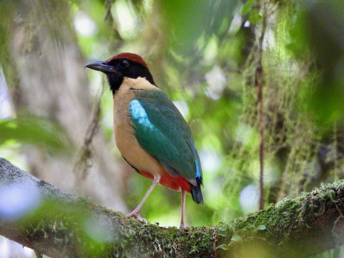 pita hřmotivá - ML644352202