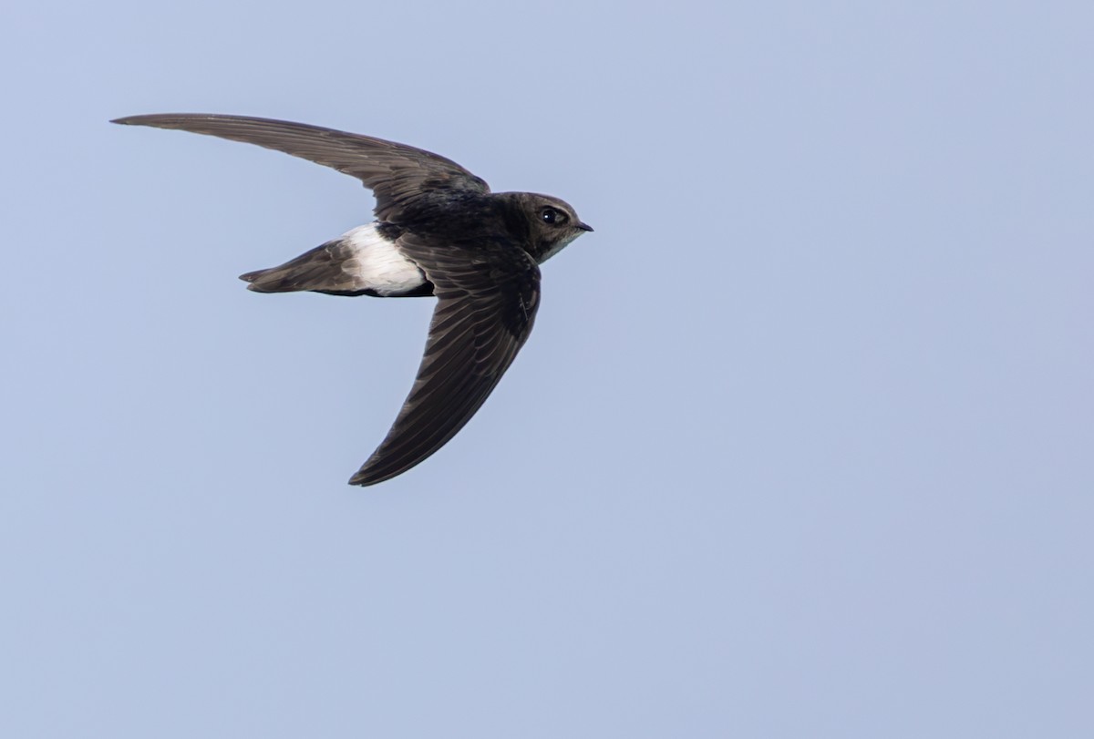 rorýs Hórův (bílý kostřec) - ML644352203