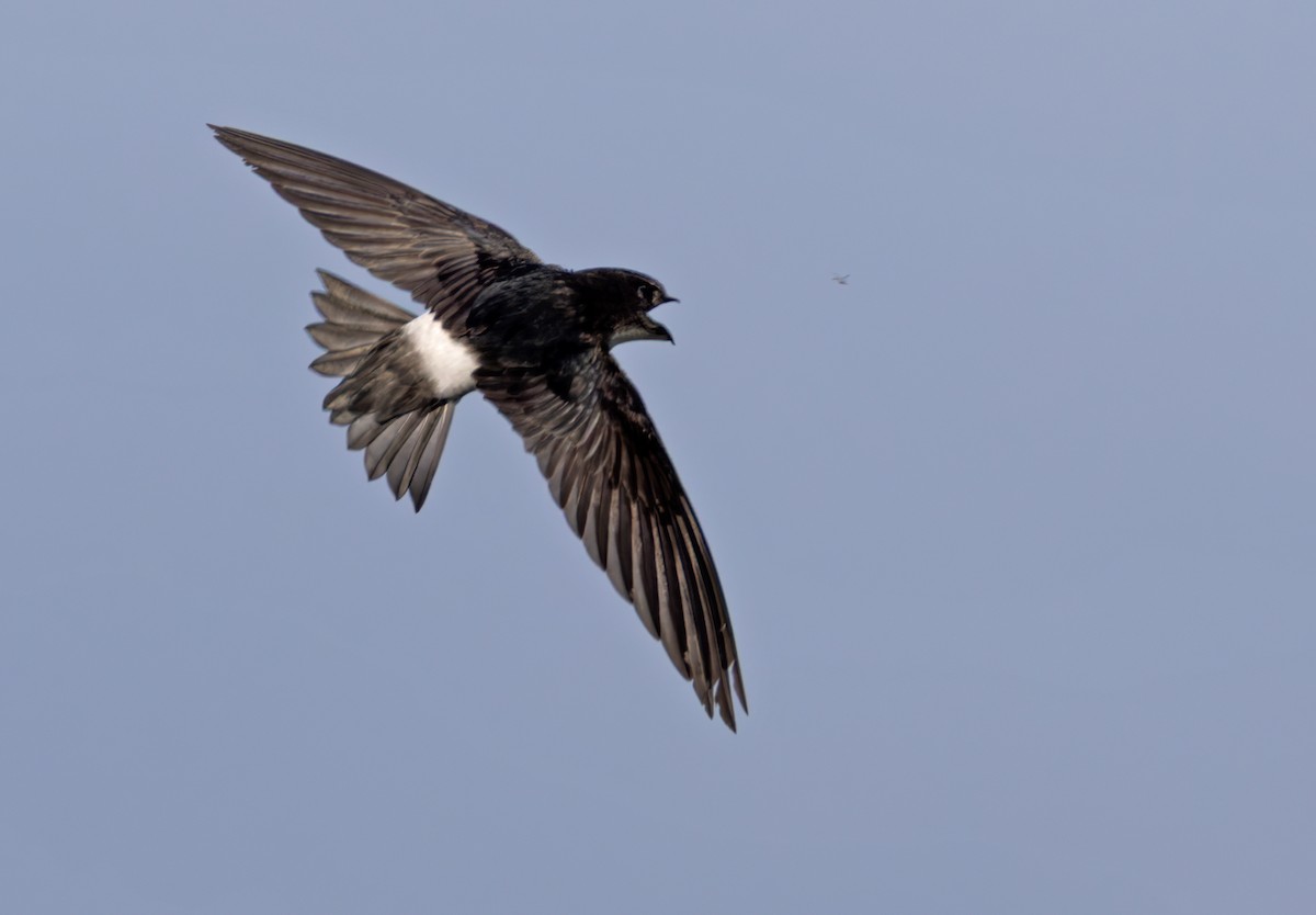 rorýs Hórův (bílý kostřec) - ML644352205