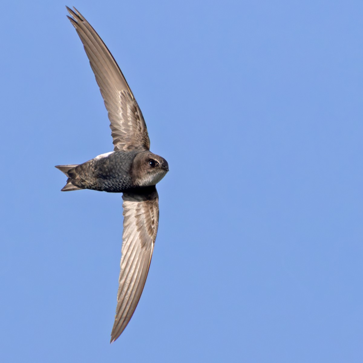 rorýs Hórův (bílý kostřec) - ML644352206