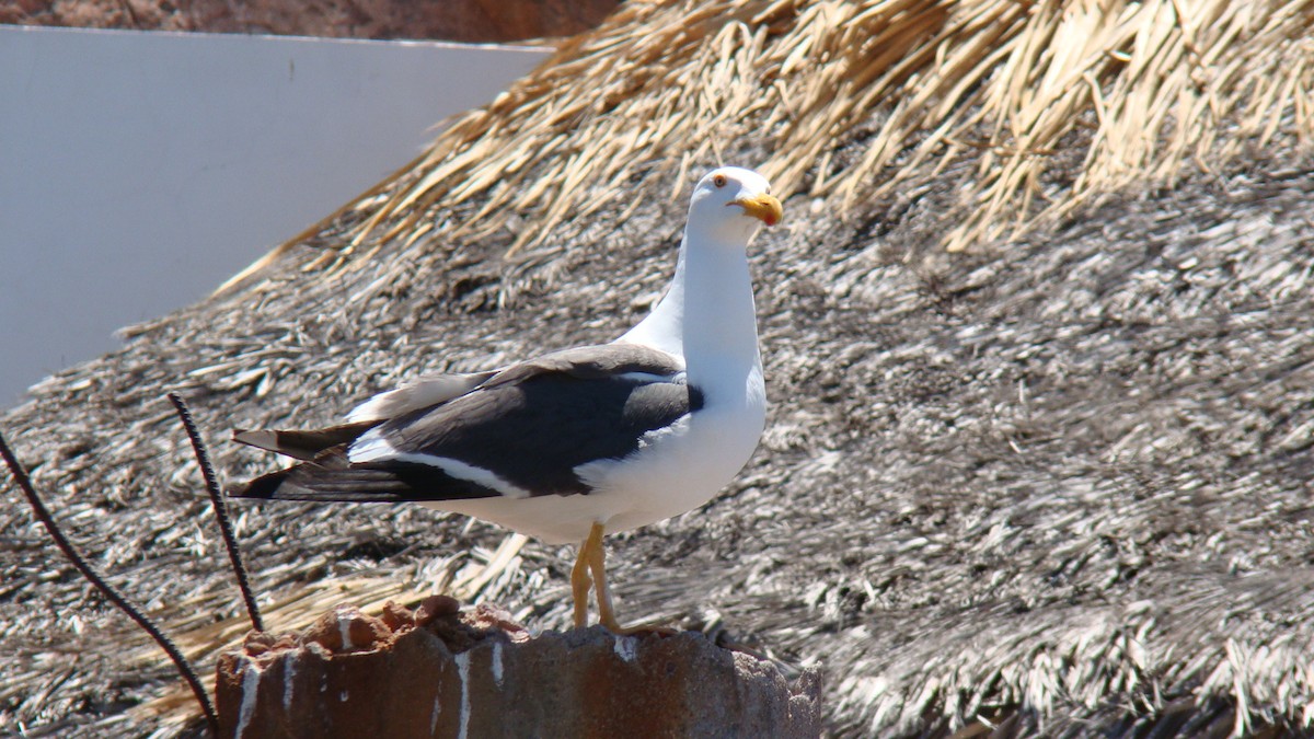 Larus sp. - ML644352207