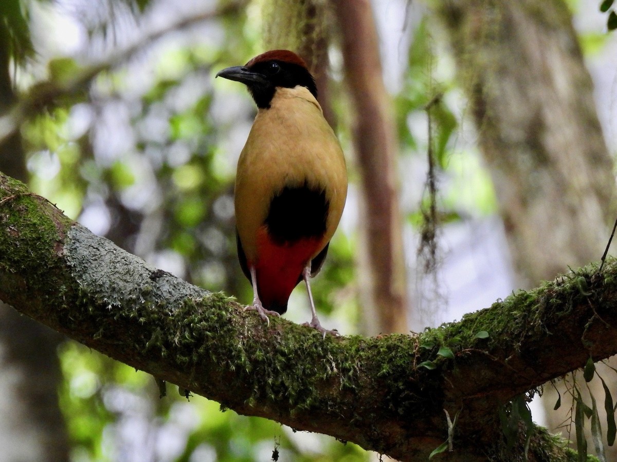 pita hřmotivá - ML644352208