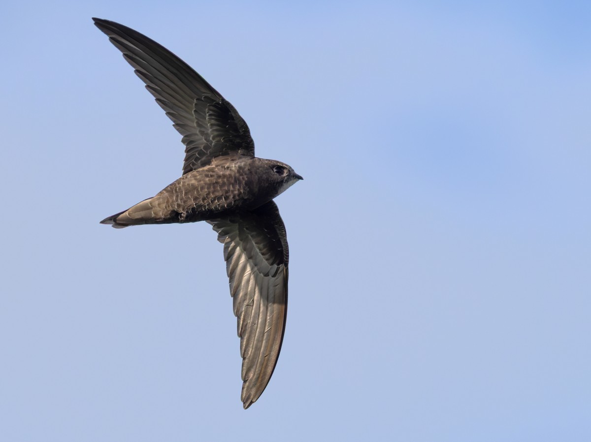 rorýs tmavoprsý [skupina barbatus] - ML644352209