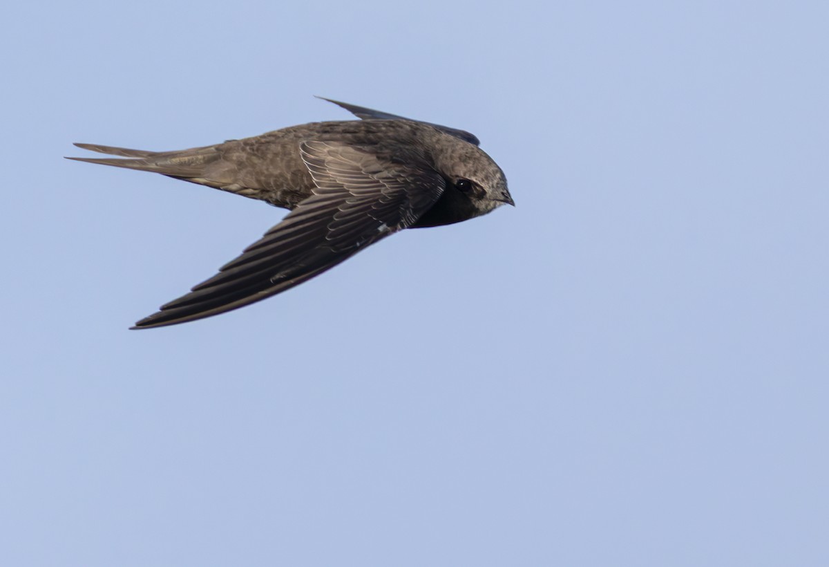 rorýs tmavoprsý [skupina barbatus] - ML644352210