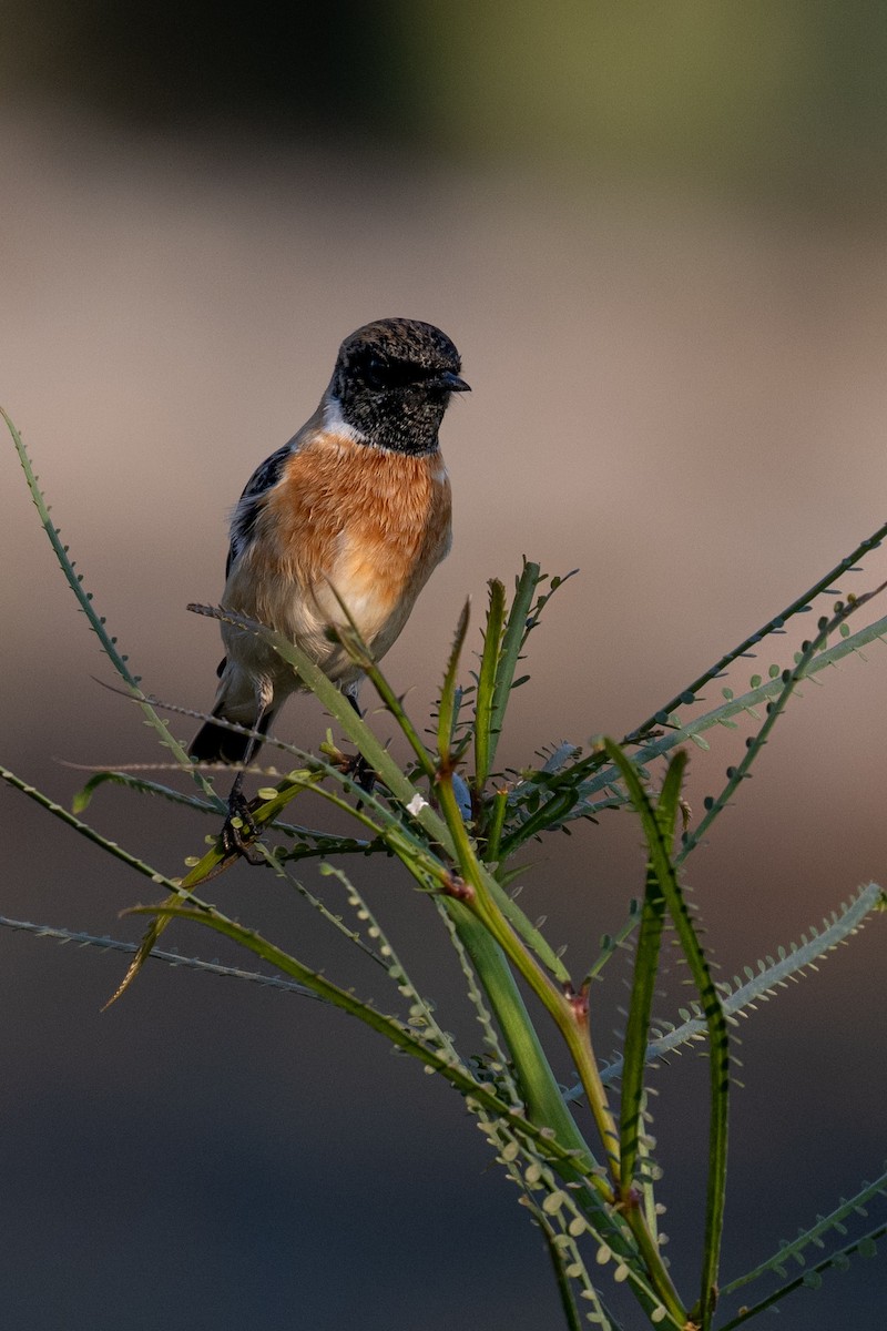 bramborníček sibiřský - ML644352211