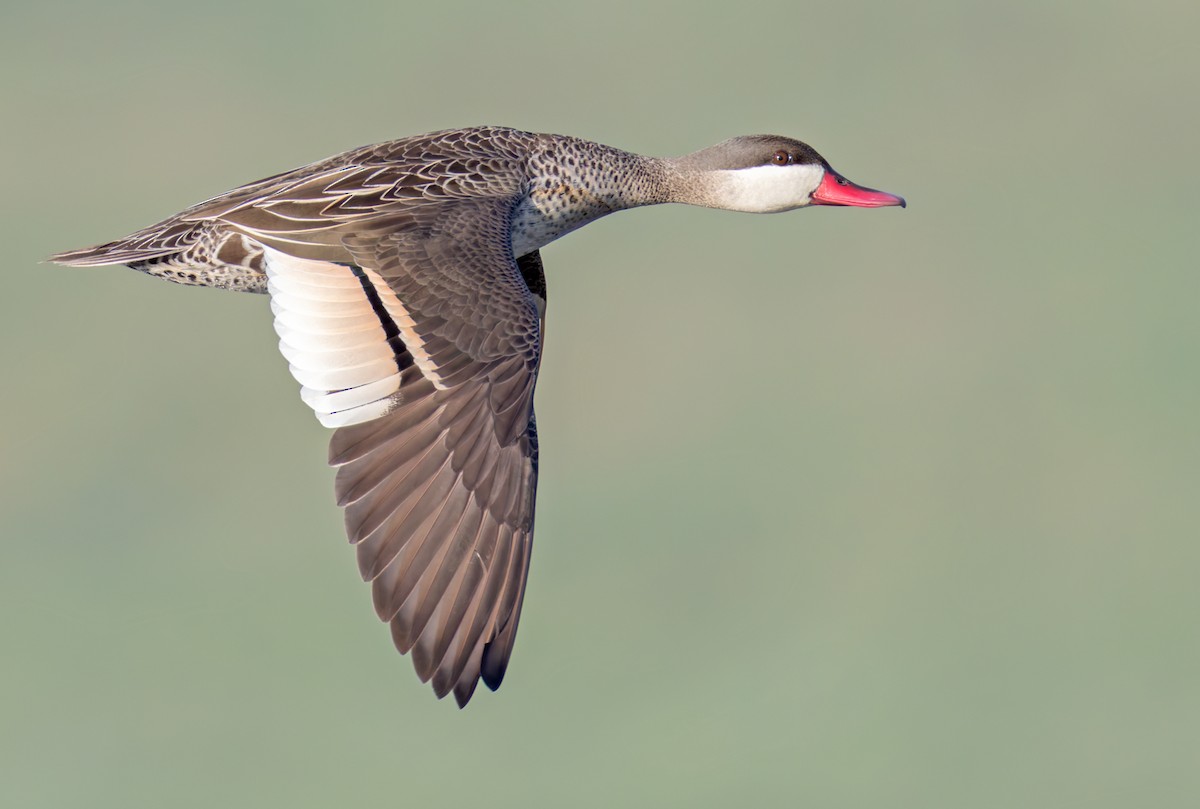 ostralka rudozobá - ML644352212