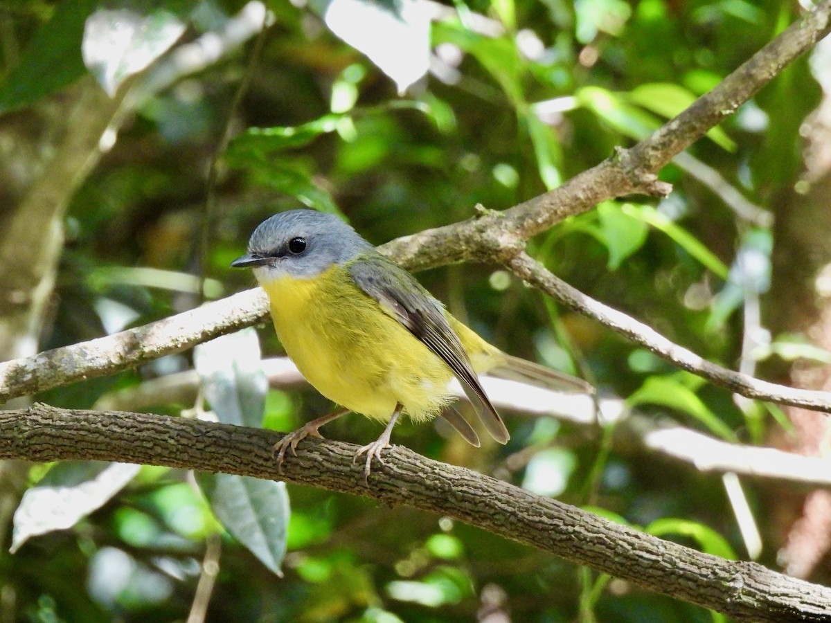 lejsčík žlutý - ML644352213