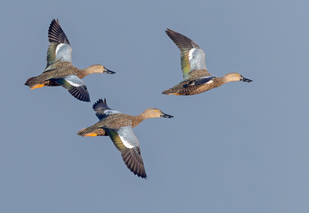 lžičák kapský - ML644352214