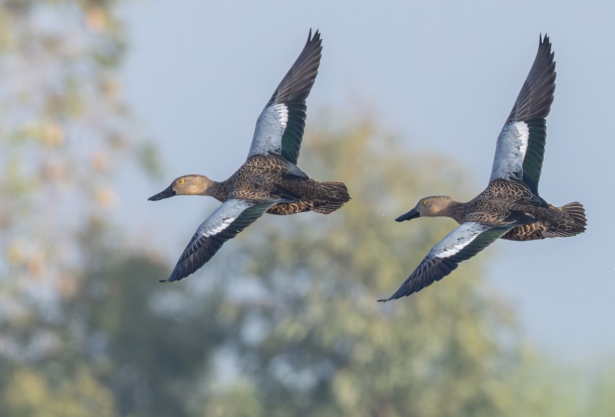 lžičák kapský - ML644352215