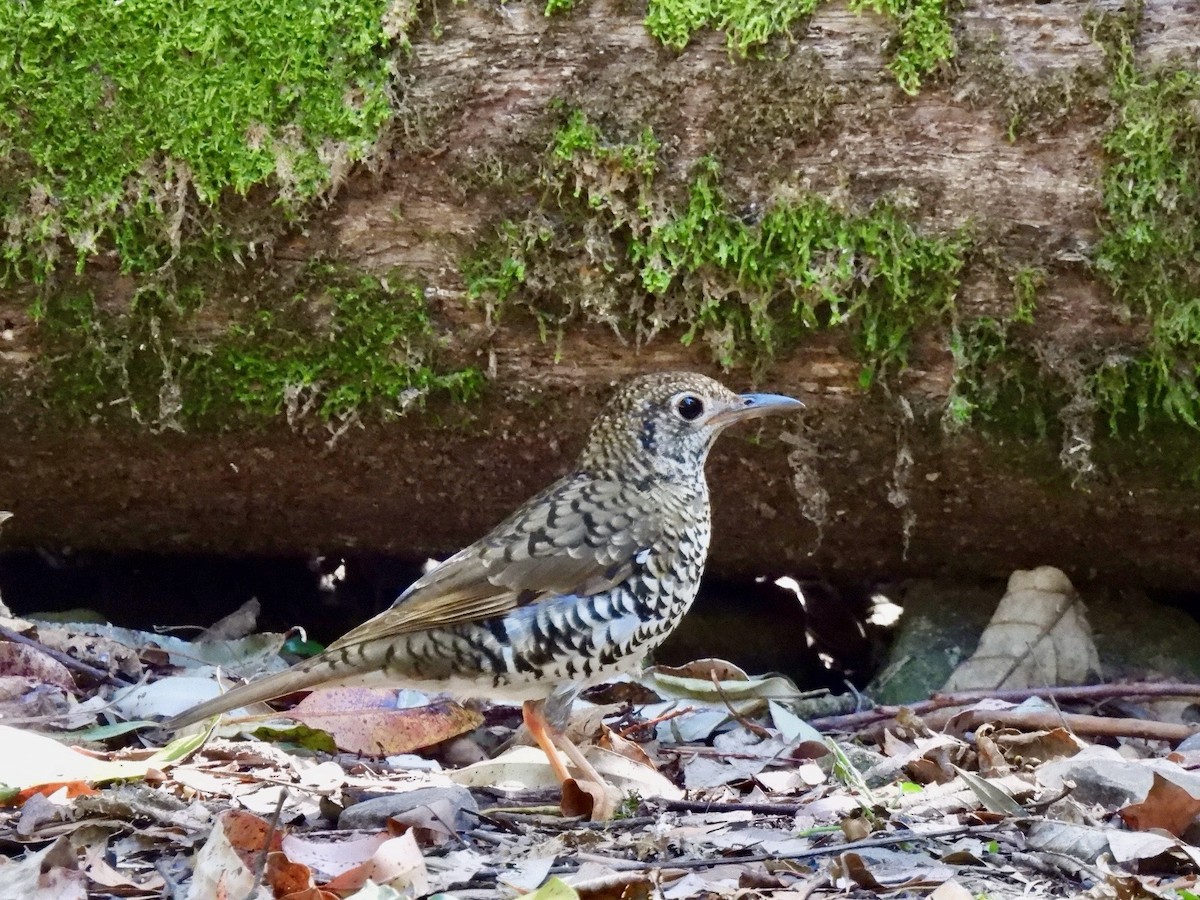 drozd australský - ML644352216