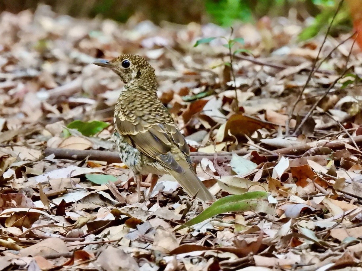 drozd šupinkohřbetý - ML644352217