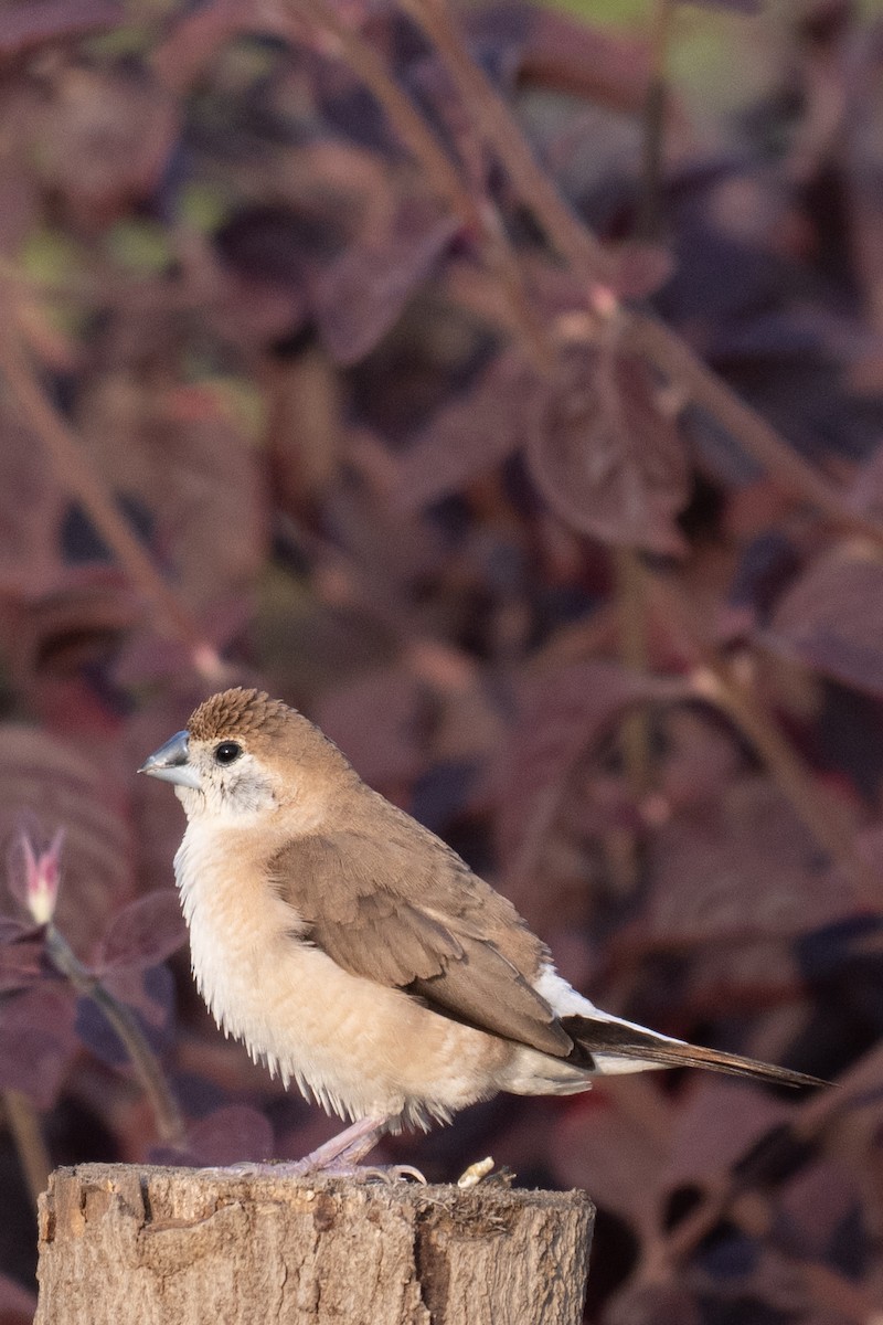 stříbrozobka indická - ML644352218