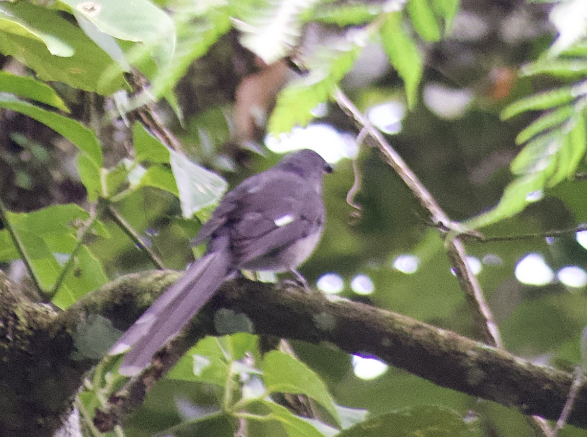 Long-tailed Sibia - ML644352219