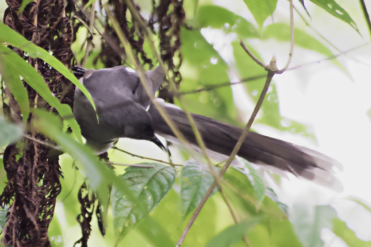 Long-tailed Sibia - ML644352220