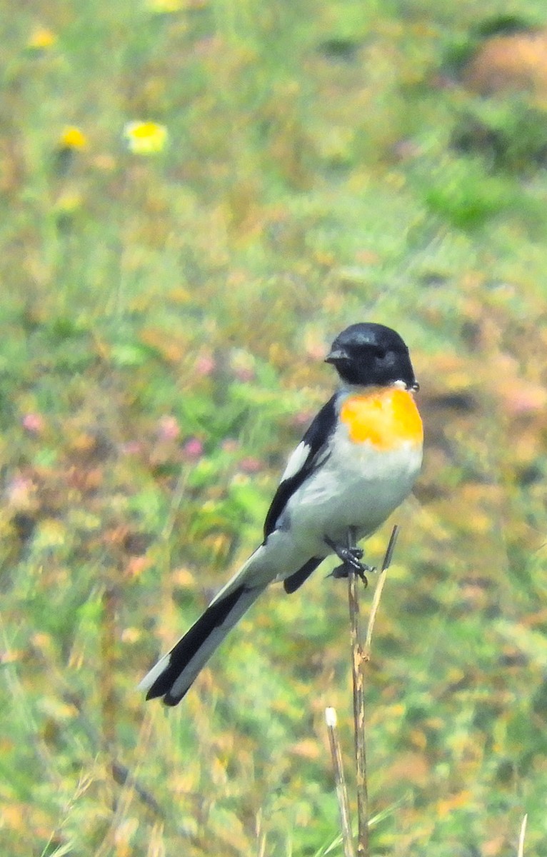 White-bellied Minivet - ML644352221