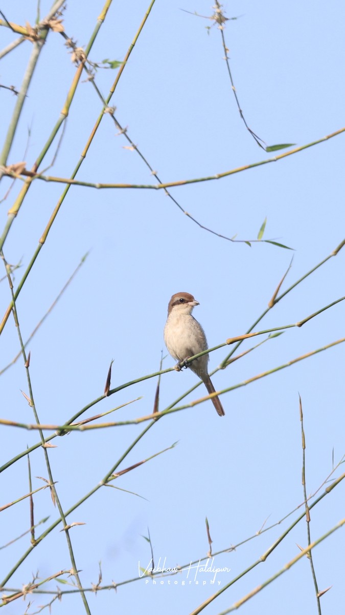 Brown Shrike - ML644352222