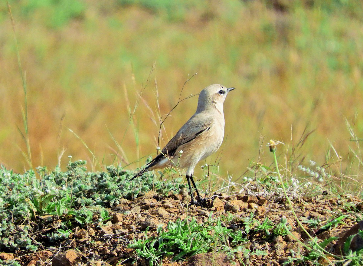 Isabelline Wheatear - ML644352223