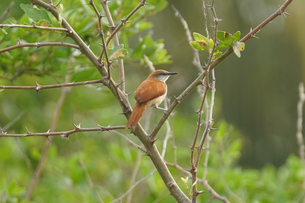 Gelbkinn-Riedschlüpfer - ML644352233