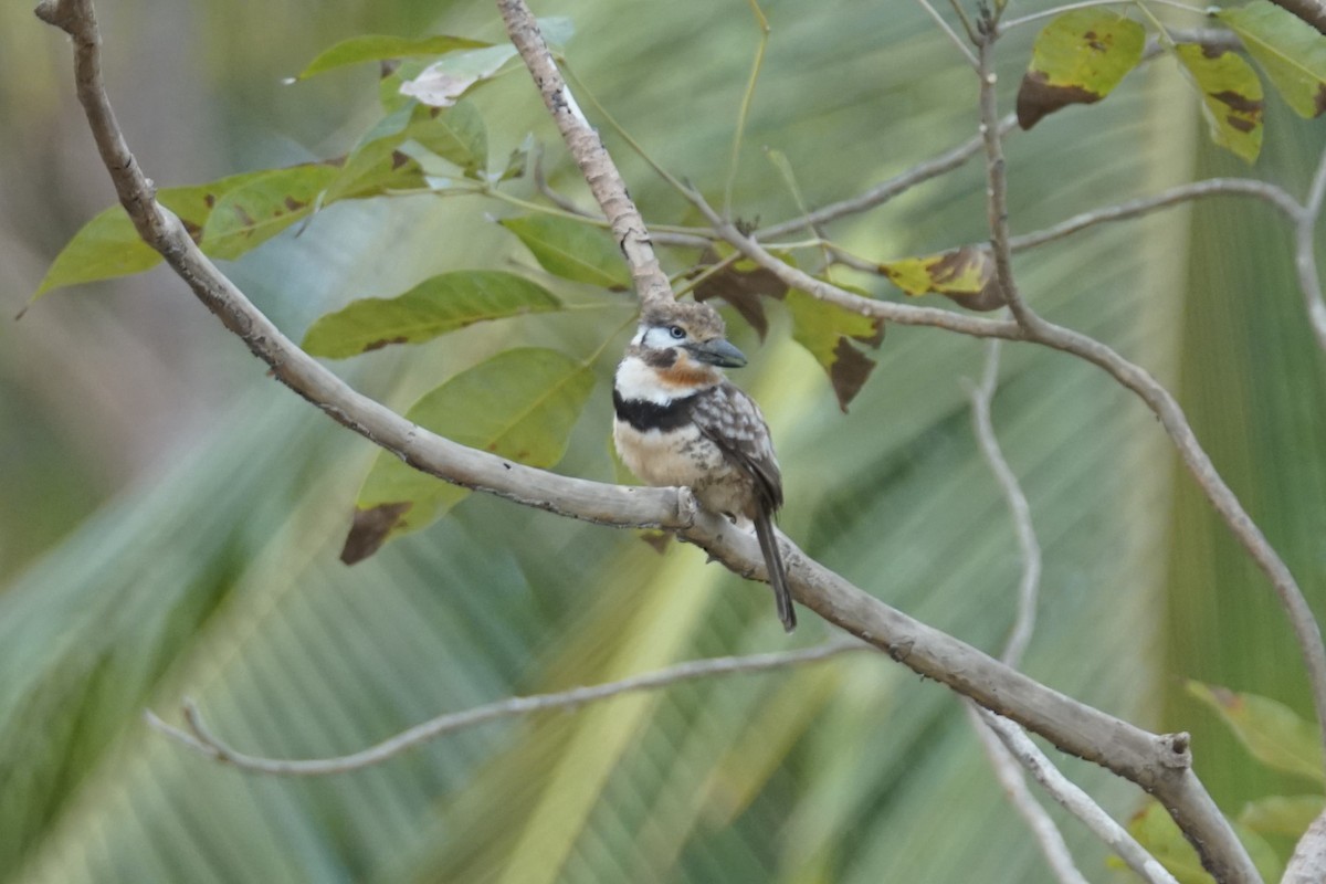 Russet-throated Puffbird - ML644352235