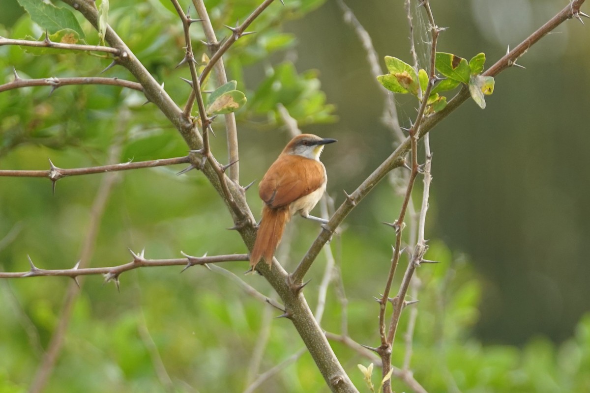 Gelbkinn-Riedschlüpfer - ML644352236