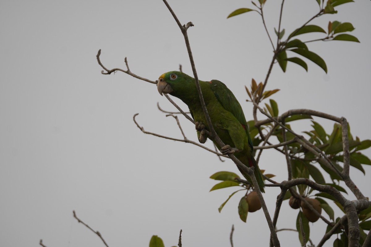 Yellow-crowned Amazon - ML644352237