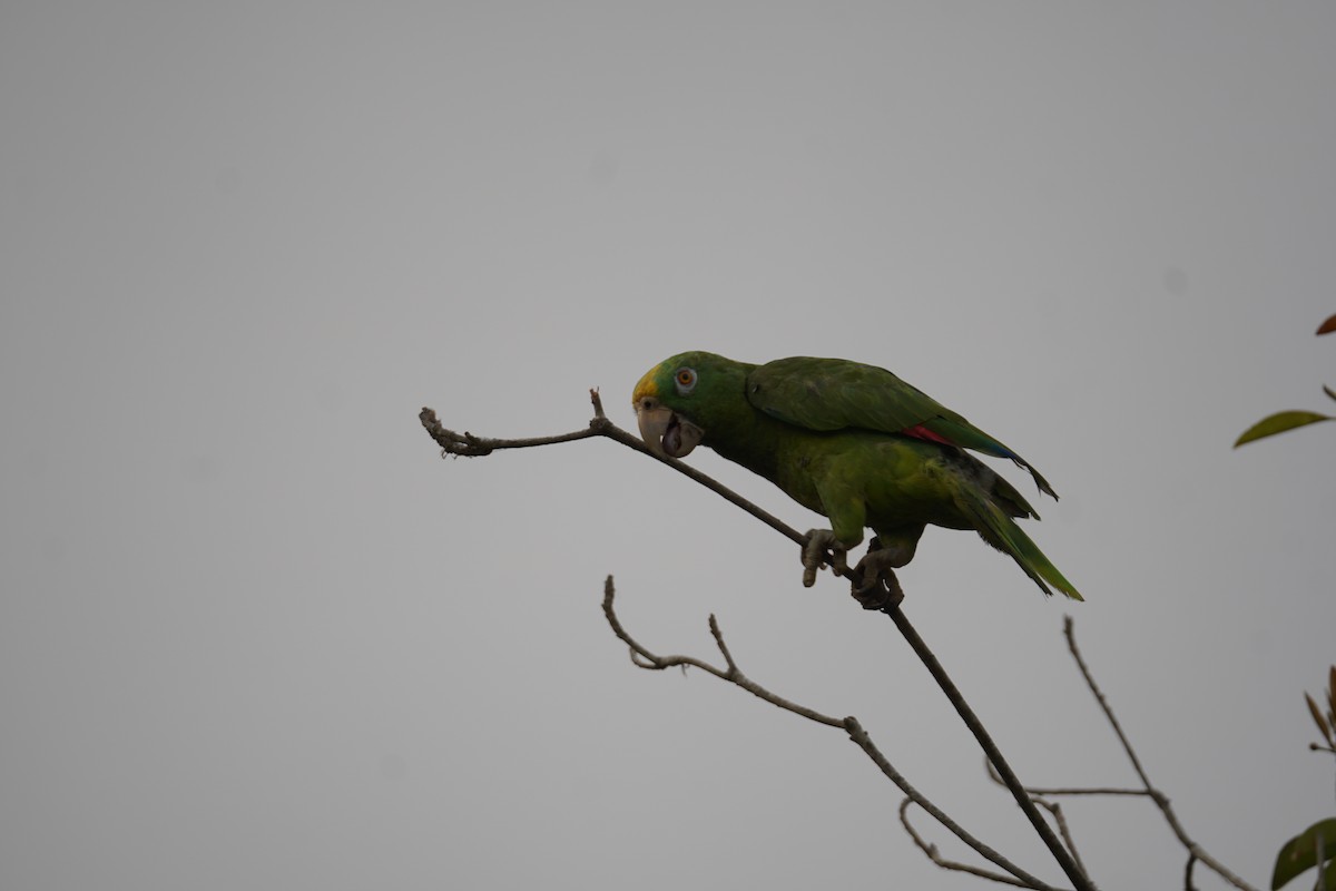 Yellow-crowned Amazon - ML644352238