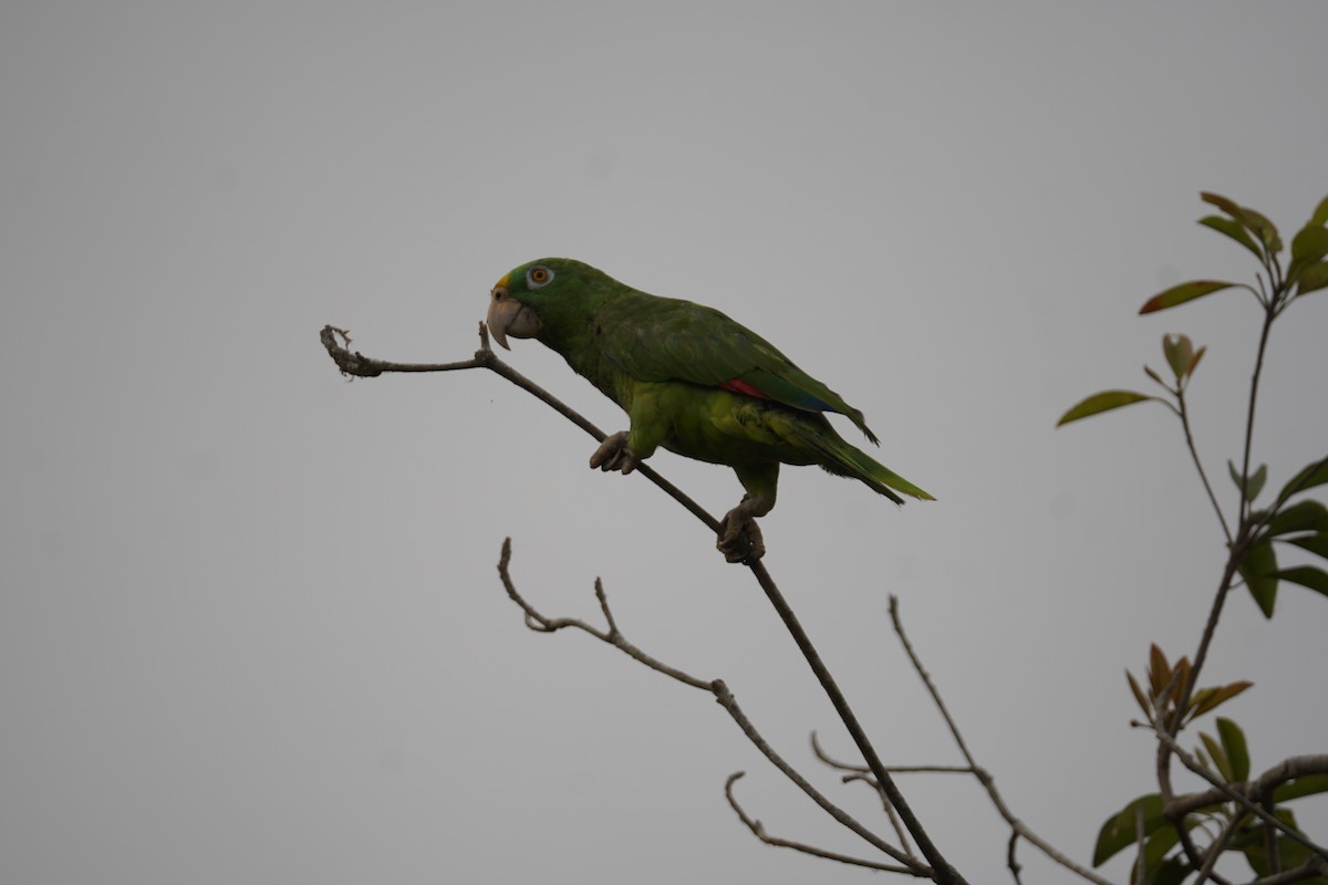 Yellow-crowned Amazon - ML644352239