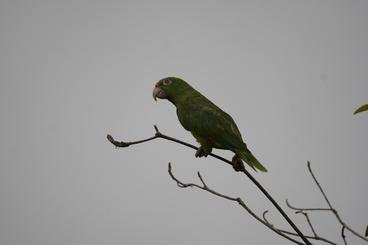 Yellow-crowned Amazon - ML644352240