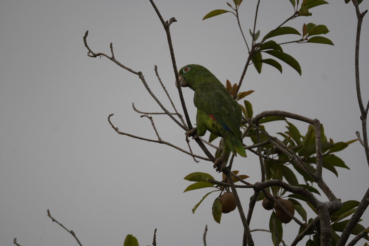 Yellow-crowned Amazon - ML644352241