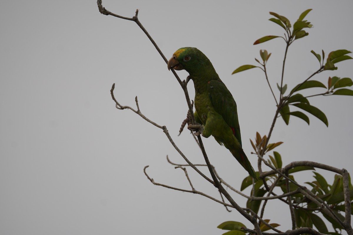 Yellow-crowned Amazon - ML644352242