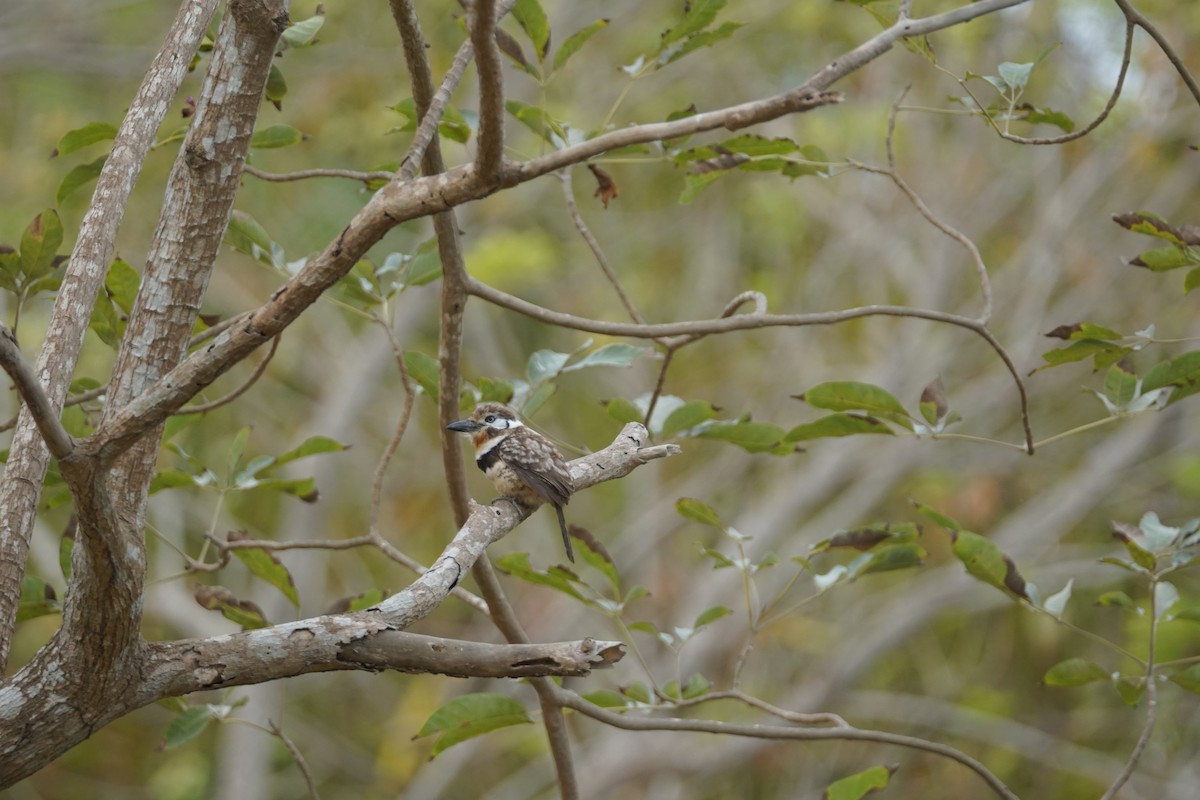 Russet-throated Puffbird - ML644352243