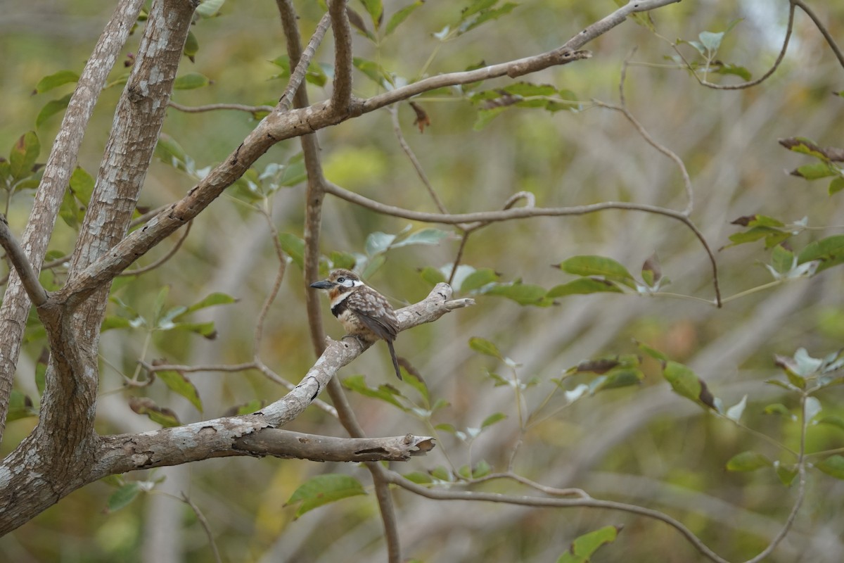 Russet-throated Puffbird - ML644352244